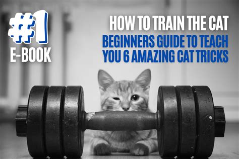 Image result for Cat Training Tutorials