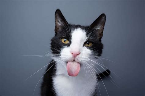Cat Pictures With Tongue Out