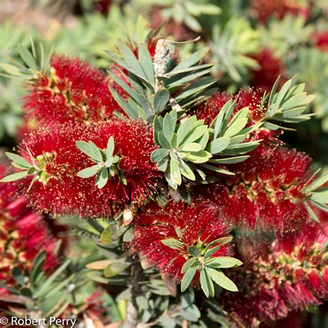 Dwarf bottlebrush - Waterwise Garden Planner