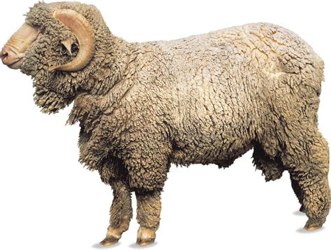 Merino | Fine wool, Australian, Spanish | Britannica