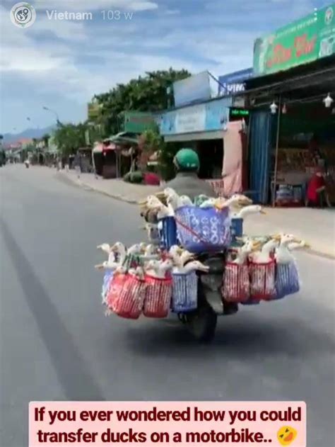 Ducks on a bike | Scrolller