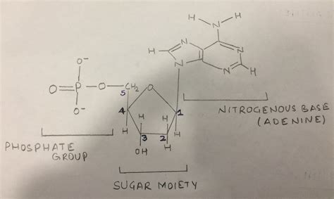 [Solved] Nucleic acids such as DNA are polymers of nucleotides. Each ...