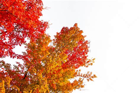 红叶树摄影在白天高清壁纸,高清图片,摄影-纯色壁纸