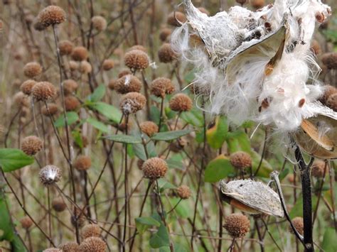 Free picture: fluffy, plant, milkweed, seed, pods