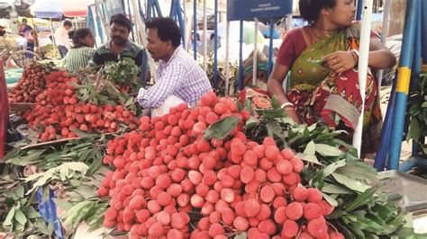 Growers in Malda hopeful of bumper lichi yield