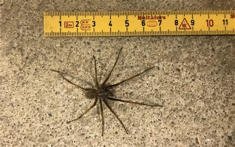Giant House Spider Massive House Spider In Japan #1 (HUNTSMAN