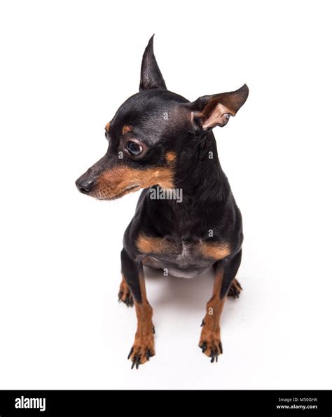 Chihuahua Mix With Doberman Pinscher