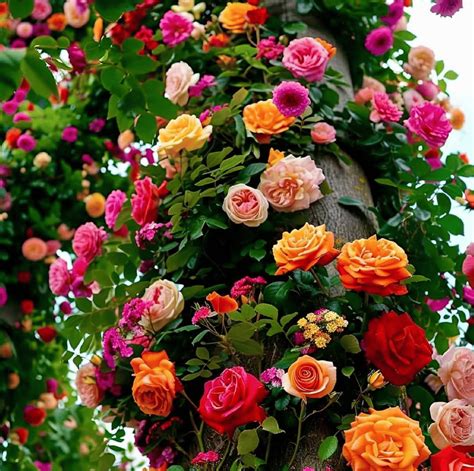 20 Rare Climbing Rose Seeds – Transform Your Garden into a Floral Wond ...