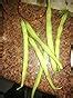 Creative Farmer High Yield Dwarf French Bean Vegetable Seeds : Amazon ...