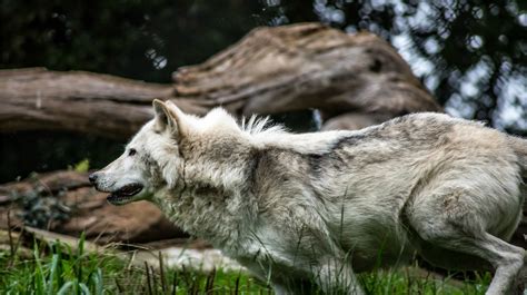 Wolf Hybrid Full Grown