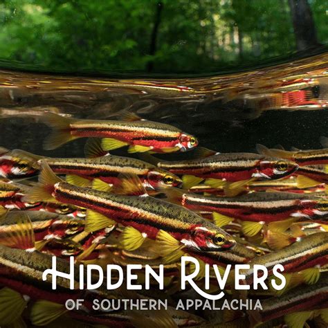 Hidden Rivers of Southern Appalachia, Raymond F. Ratcliffe Memorial ...