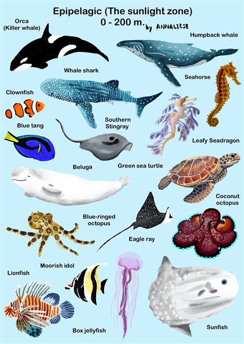 Epipelagic Zone Animals
