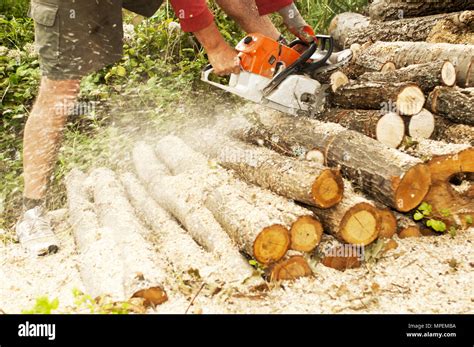 Image result for Lumberjack Root Cutter