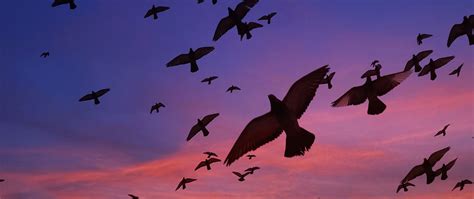 Download wallpaper 2560x1080 birds, wings, flight dual wide 1080p hd ...
