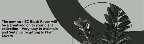 The Four Seasons ZZ Black Raven | Zamioculcas Raven | Large Size | Rare ...