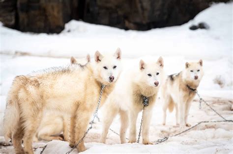 7 key facts about sled dogs in Greenland | Guide to Greenland