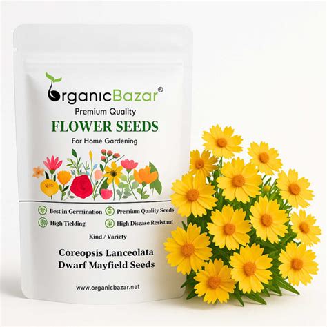 Buy Best Quality Coreopsis Lanceolata Dwarf Mayfield Seeds – Organicbazar