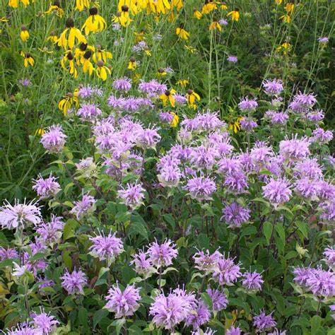 Bee Balm/Wild Bergamot Seeds | Flower Seeds in Packets & Bulk | Eden ...