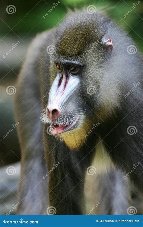 Mandrill Baboon stock photo. Image of baboon, monkeys - 4376856
