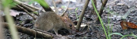 Pioneer Pest Control | Control Rodents