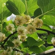 100 Kiwi Seeds Homegrown Edible Fruit Gardens Fruit Trees Non-GMO Vines ...