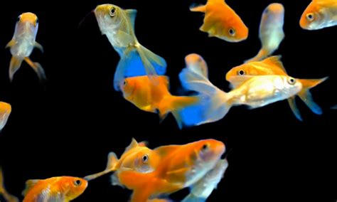 Fish Animation After Effects 的图像结果