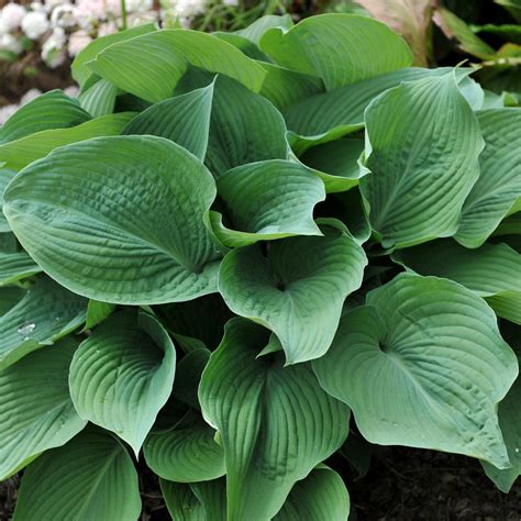 Hostas Planting Guide - Easy To Grow Bulbs
