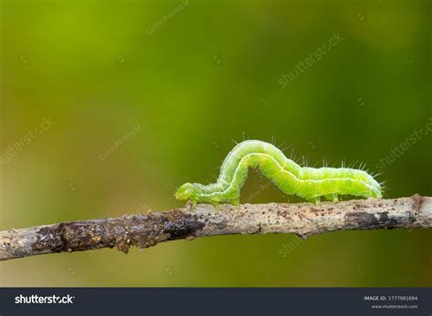 Green Poisonous Catapillar 12 Poisonous Caterpillars That Will