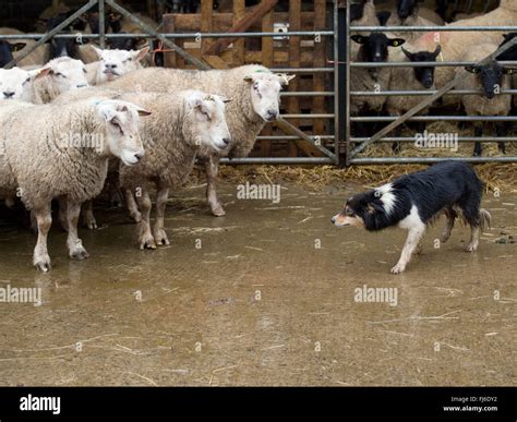 Sheep Herding Definition at Sherry Powers blog