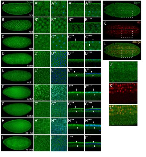 Dynamic Cellular Localization Chart 的图像结果
