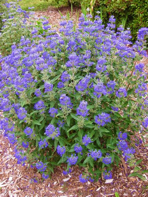 Blue Flowering Shrub
