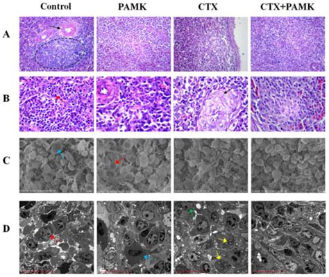 Polysaccharide of Atractylodes macrocephala Koidz (PAMK) Relieves ...