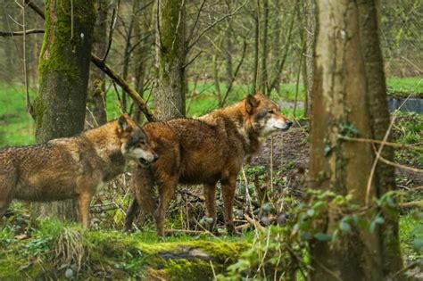 Image result for How Wolves Changed Yellowstone