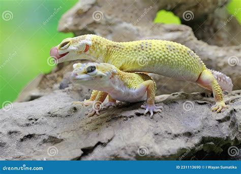 Leopard Gecko Colors