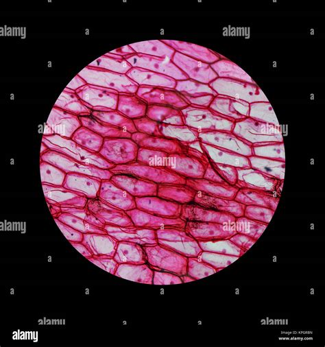 Onion Cells Microscope Stock Photos & Onion Cells Microscope Stock ...