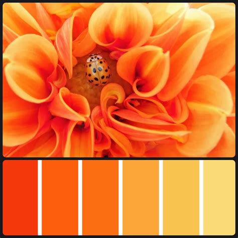 Yellow Orange Color Palette