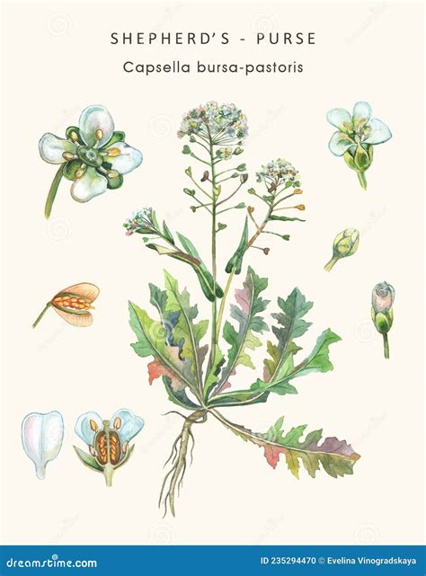 Botanical Illustration of a Herb of Shepherd`s Purse Stock Illustration - Illustration of herb ...