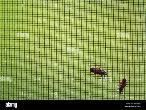 Window Screening 的图像结果