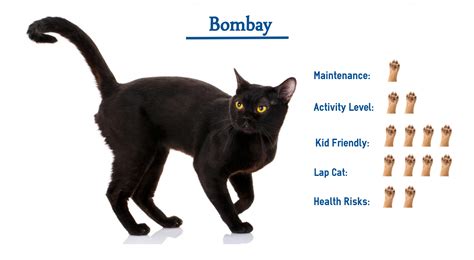 Bombay Cat Breed… Everything You Need to Know at a Glance!