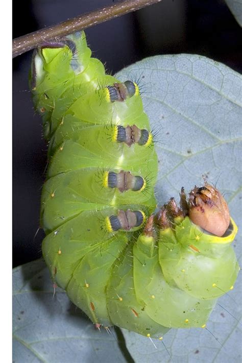 Luna Moth Cocoon Care Luna Moths' Worst Enemy? Humans.