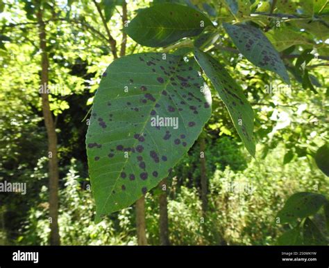 Ash leaf spot hi-res stock photography and images - Alamy