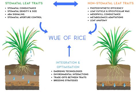 Stomatal and Non-Stomatal Leaf Traits for Enhanced Water Use Efficiency ...