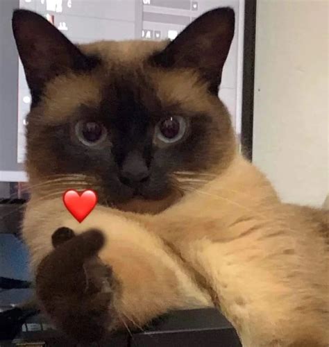 Funny Cute Cats, Silly Cats, Cute Little Animals, Cute Funny Animals ...