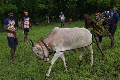 Nagarni Spardha: an annual oxen race event held in villages