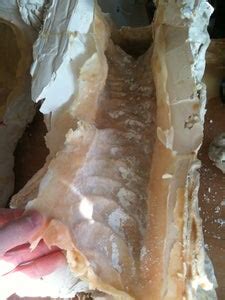 Image result for Alien Chestburster Puppet