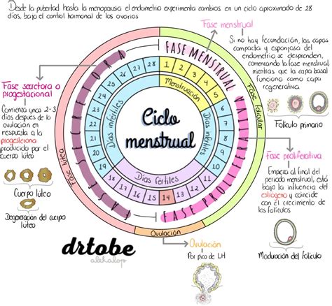 Fases del ciclo menstrual – Artofit