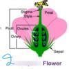 what do you mean by complete and incomplete flower? - Brainly.in