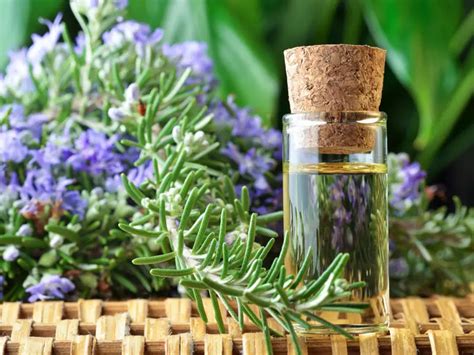 Handpicked High-Quality Rosemary Oil 1 Ltr – Shreena Enterprise