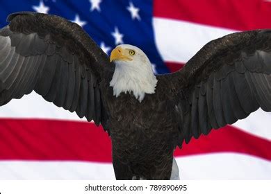 American Symbols 的图像结果