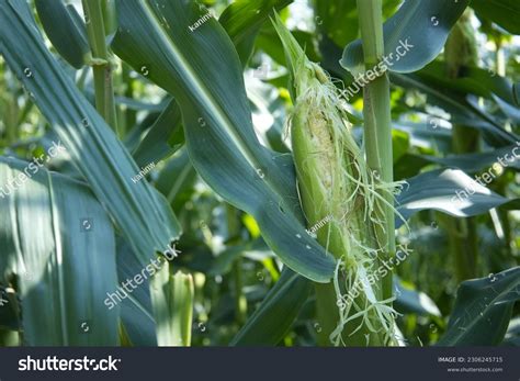 8 Photos Of Corn In Fields Eaten By Birds Images, Stock Photos & Vectors | Shutterstock